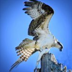 article image -